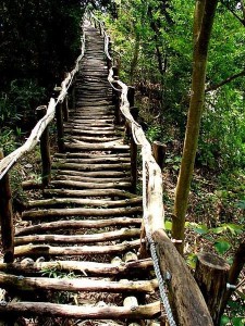 wooden stairs and path