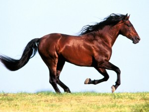 Favority, Andalusian Stallion