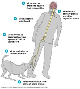 Rabies Infection