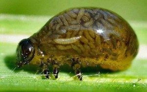 《好人這個概念》(上) little nope beetle